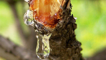 Natural Resin Example Resin Example
